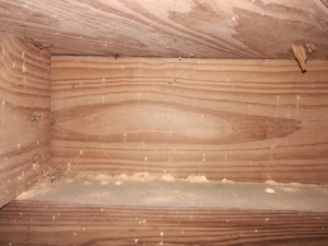 Wood beams with holes and fresh powder coming out the holes and in piles below